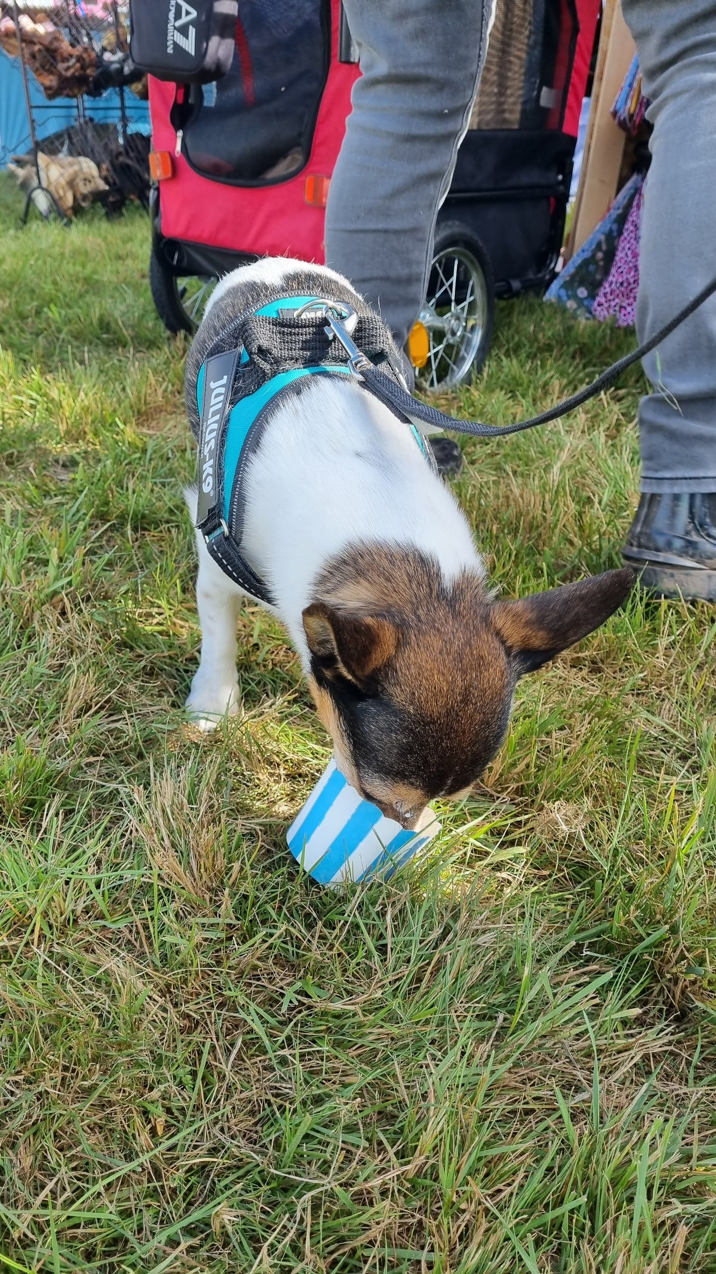 Puppuccino